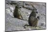 Two chacma baboons (Papio ursinus), Chobe National Park, Botswana, Africa-Sergio Pitamitz-Mounted Photographic Print