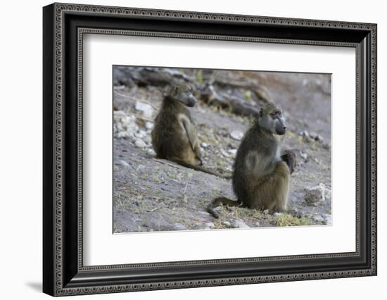 Two chacma baboons (Papio ursinus), Chobe National Park, Botswana, Africa-Sergio Pitamitz-Framed Photographic Print