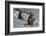 Two chacma baboons (Papio ursinus), Chobe National Park, Botswana, Africa-Sergio Pitamitz-Framed Photographic Print