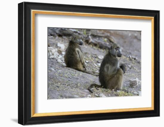 Two chacma baboons (Papio ursinus), Chobe National Park, Botswana, Africa-Sergio Pitamitz-Framed Photographic Print