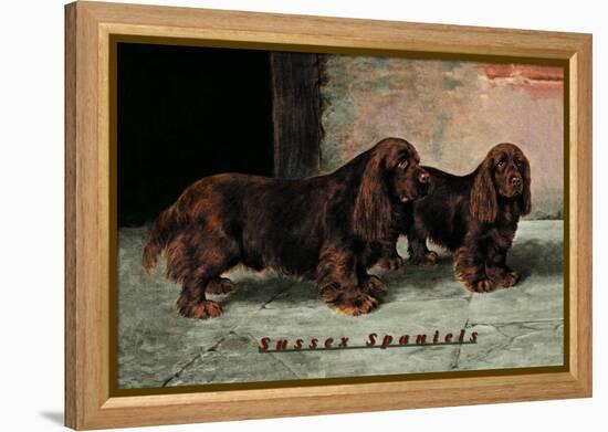 Two Champion Sussex Spaniels-null-Framed Stretched Canvas