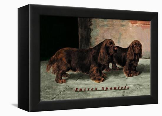 Two Champion Sussex Spaniels-null-Framed Stretched Canvas