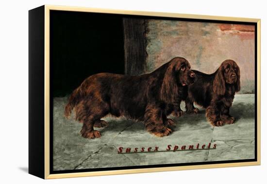 Two Champion Sussex Spaniels-null-Framed Stretched Canvas