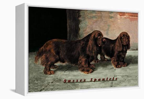 Two Champion Sussex Spaniels-null-Framed Stretched Canvas