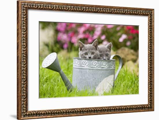 Two Chartreux Kittens in Watering Can-null-Framed Photographic Print