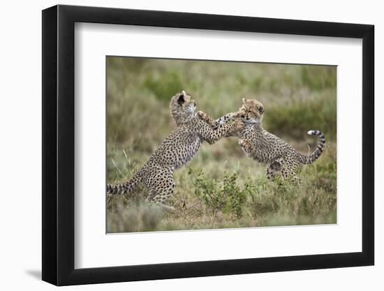 Two Cheetah (Acinonyx Jubatus) Cubs Playing-James Hager-Framed Photographic Print