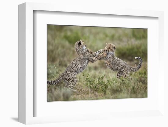 Two Cheetah (Acinonyx Jubatus) Cubs Playing-James Hager-Framed Photographic Print