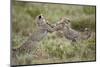 Two Cheetah (Acinonyx Jubatus) Cubs Playing-James Hager-Mounted Photographic Print