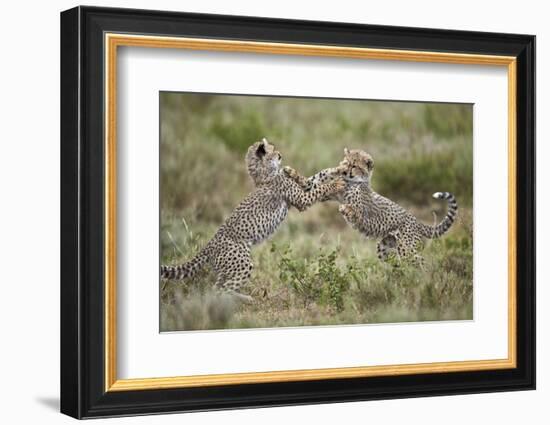 Two Cheetah (Acinonyx Jubatus) Cubs Playing-James Hager-Framed Photographic Print