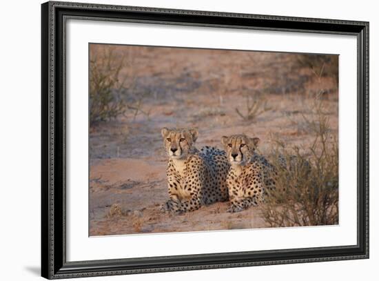 Two Cheetah (Acinonyx Jubatus)-James Hager-Framed Photographic Print