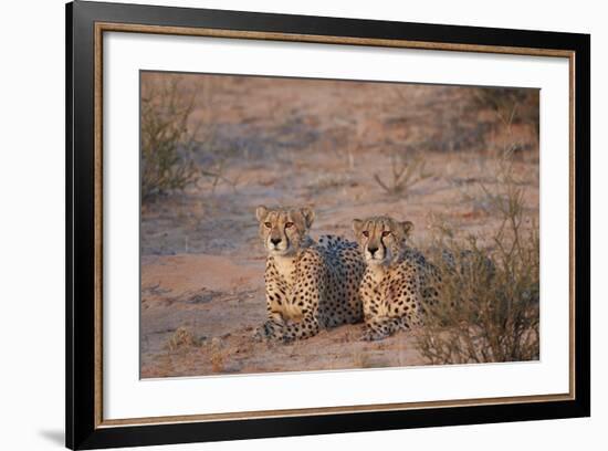 Two Cheetah (Acinonyx Jubatus)-James Hager-Framed Photographic Print