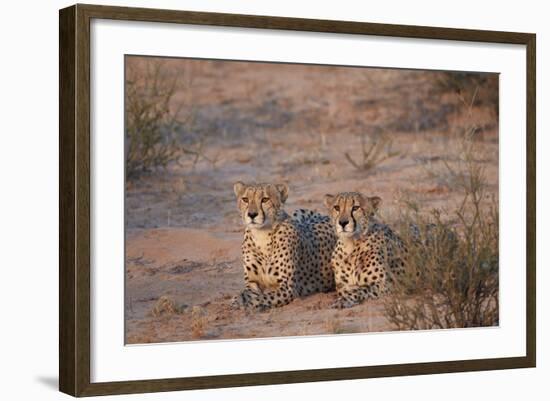 Two Cheetah (Acinonyx Jubatus)-James Hager-Framed Photographic Print