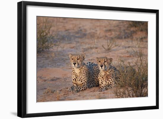 Two Cheetah (Acinonyx Jubatus)-James Hager-Framed Photographic Print