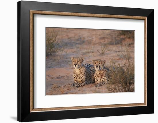 Two Cheetah (Acinonyx Jubatus)-James Hager-Framed Photographic Print