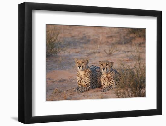 Two Cheetah (Acinonyx Jubatus)-James Hager-Framed Photographic Print
