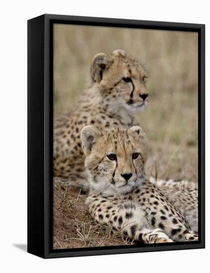 Two Cheetah Cubs, Masai Mara National Reserve, Kenya, East Africa, Africa-James Hager-Framed Premier Image Canvas