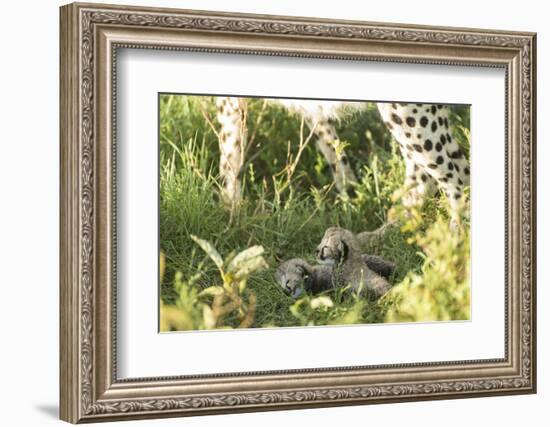 Two Cheetah cubs, Ngorongoro Conservation Area, Serengeti, Tanzania-Mary McDonald-Framed Photographic Print