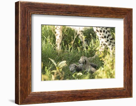 Two Cheetah cubs, Ngorongoro Conservation Area, Serengeti, Tanzania-Mary McDonald-Framed Photographic Print