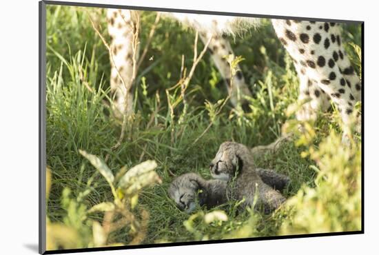 Two Cheetah cubs, Ngorongoro Conservation Area, Serengeti, Tanzania-Mary McDonald-Mounted Photographic Print