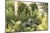 Two Cheetah cubs, Ngorongoro Conservation Area, Serengeti, Tanzania-Mary McDonald-Mounted Photographic Print