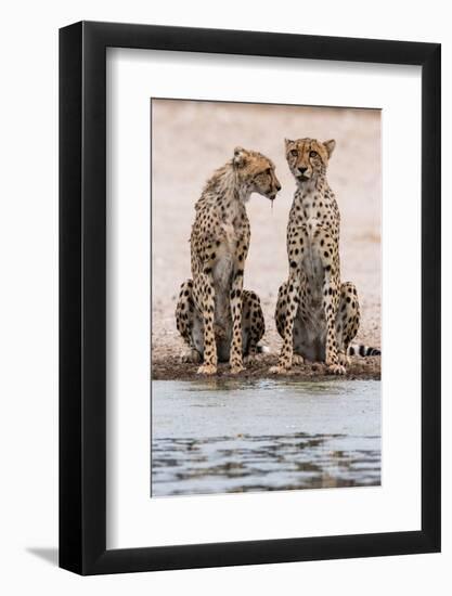 Two cheetahs at a waterhole. Kalahari, Botswana-Sergio Pitamitz-Framed Photographic Print