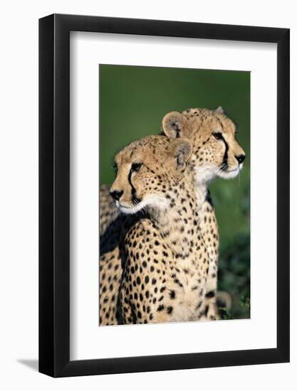 Two Cheetahs-Paul Souders-Framed Photographic Print