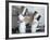 Two Chefs Having Discussion with Large Pans on their Heads-Robert Kneschke-Framed Photographic Print