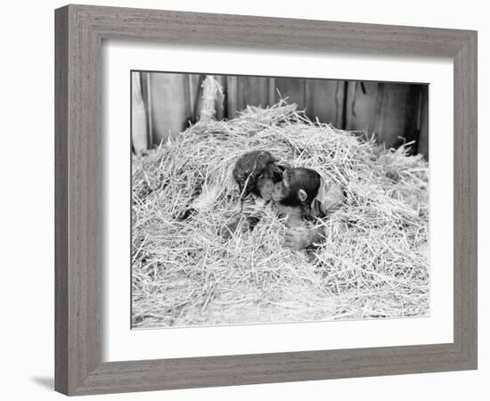 Two Chimpanzee Kissing in the Hay-null-Framed Photo