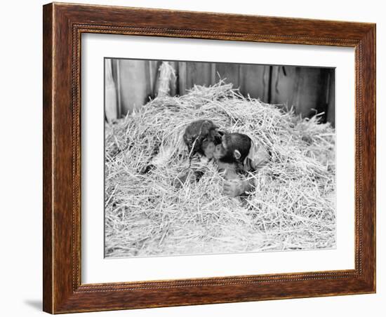 Two Chimpanzee Kissing in the Hay-null-Framed Photo