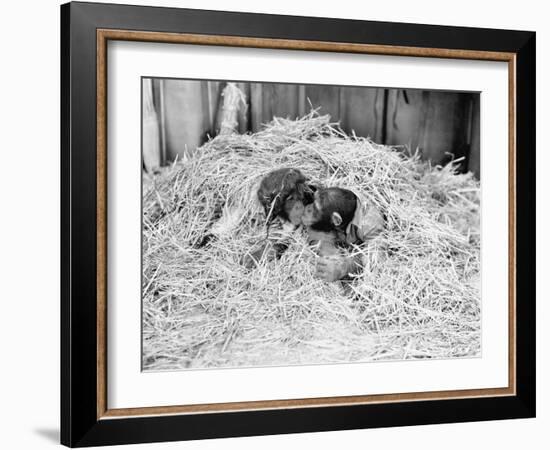 Two Chimpanzee Kissing in the Hay-null-Framed Photo