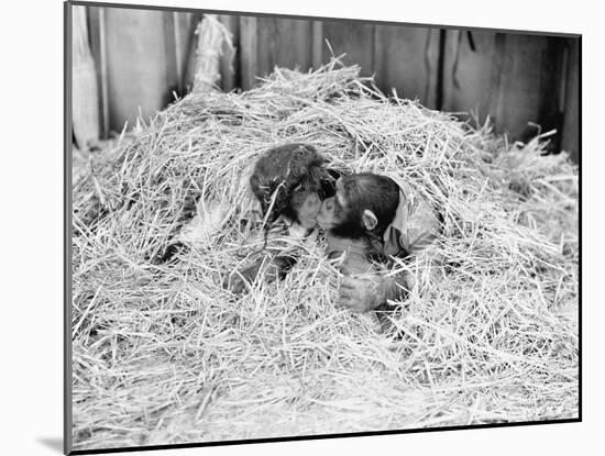 Two Chimpanzee Kissing in the Hay-null-Mounted Photo