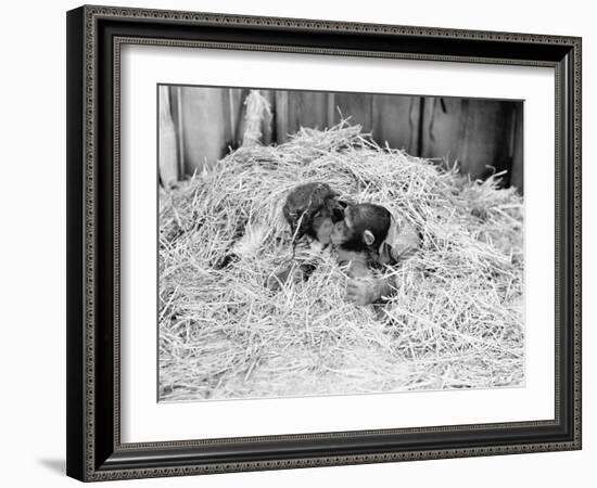 Two Chimpanzee Kissing in the Hay-null-Framed Photo