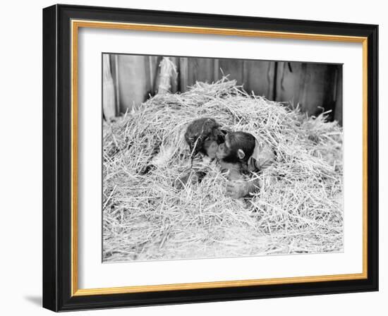 Two Chimpanzee Kissing in the Hay-null-Framed Photo