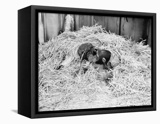 Two Chimpanzee Kissing in the Hay-null-Framed Stretched Canvas