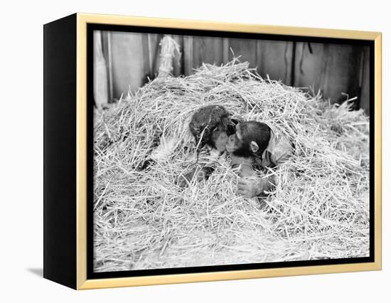 Two Chimpanzee Kissing in the Hay-null-Framed Stretched Canvas