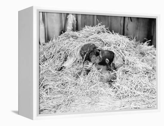 Two Chimpanzee Kissing in the Hay-null-Framed Stretched Canvas