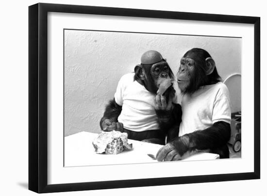 Two Chimpanzees celebrating Easter-Staff-Framed Photographic Print