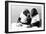 Two Chimpanzees celebrating Easter-Staff-Framed Photographic Print