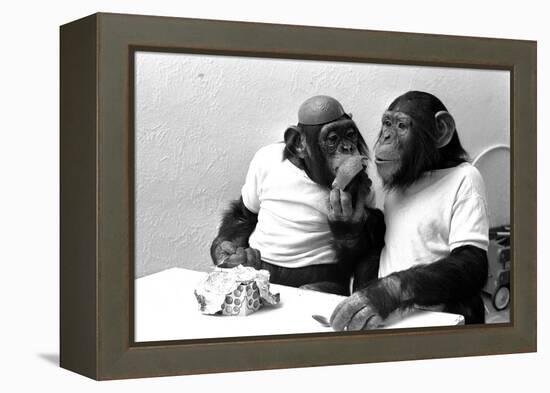 Two Chimpanzees celebrating Easter-Staff-Framed Premier Image Canvas