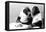 Two Chimpanzees celebrating Easter-Staff-Framed Premier Image Canvas