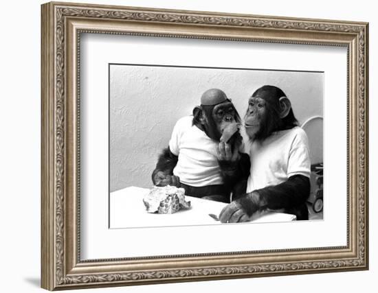 Two Chimpanzees celebrating Easter-Staff-Framed Photographic Print