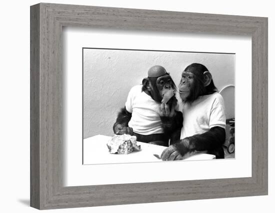 Two Chimpanzees celebrating Easter-Staff-Framed Photographic Print