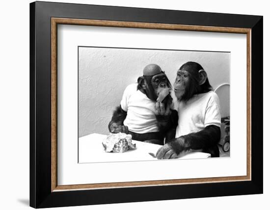 Two Chimpanzees celebrating Easter-Staff-Framed Photographic Print