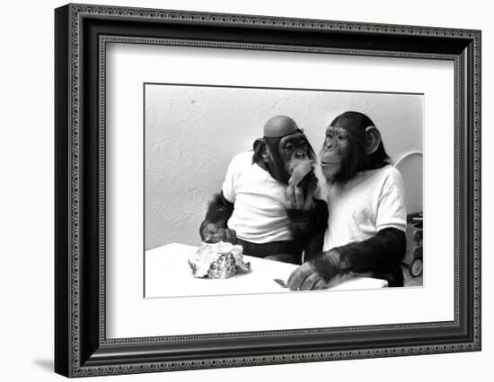 Two Chimpanzees celebrating Easter-Staff-Framed Photographic Print