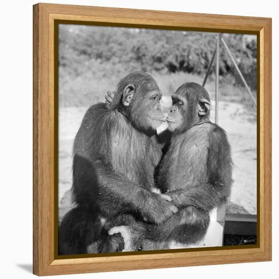 Two Chimpanzees Hugging-Michael J. Ackerman-Framed Premier Image Canvas