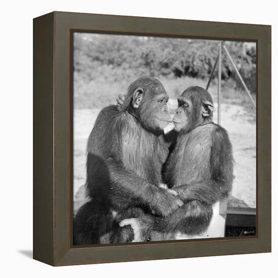 Two Chimpanzees Hugging-Michael J. Ackerman-Framed Premier Image Canvas