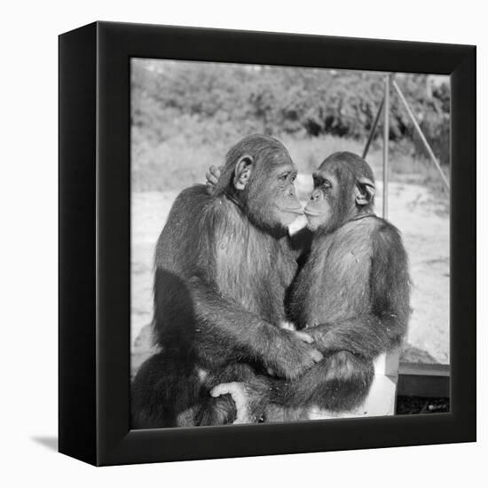 Two Chimpanzees Hugging-Michael J. Ackerman-Framed Premier Image Canvas