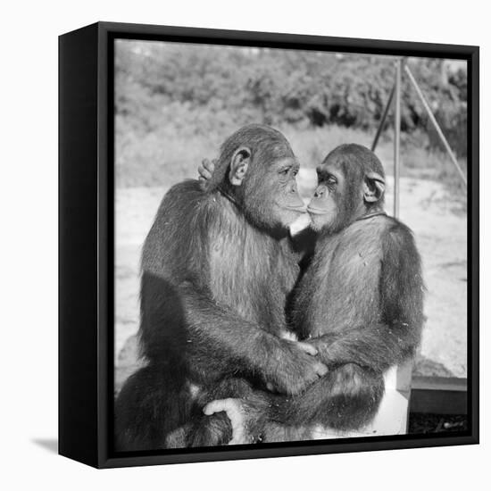 Two Chimpanzees Hugging-Michael J. Ackerman-Framed Premier Image Canvas