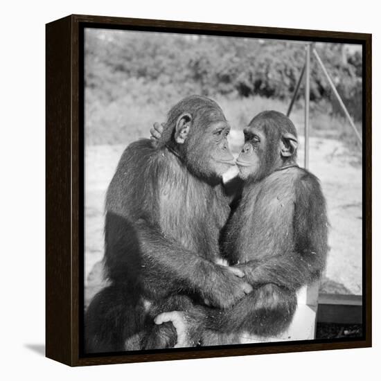 Two Chimpanzees Hugging-Michael J. Ackerman-Framed Premier Image Canvas