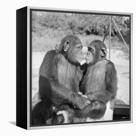 Two Chimpanzees Hugging-Michael J. Ackerman-Framed Premier Image Canvas